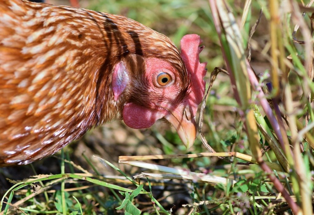 Alimentación gallinas