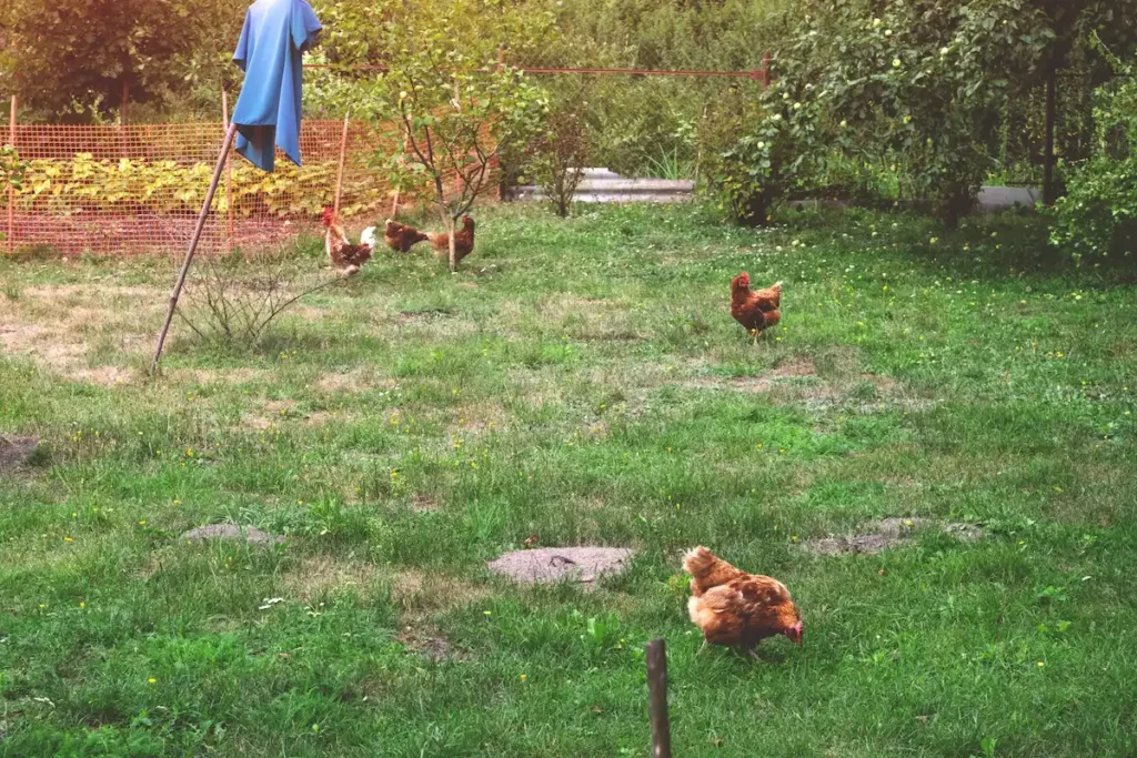 Gallinas en el huerto o jardín