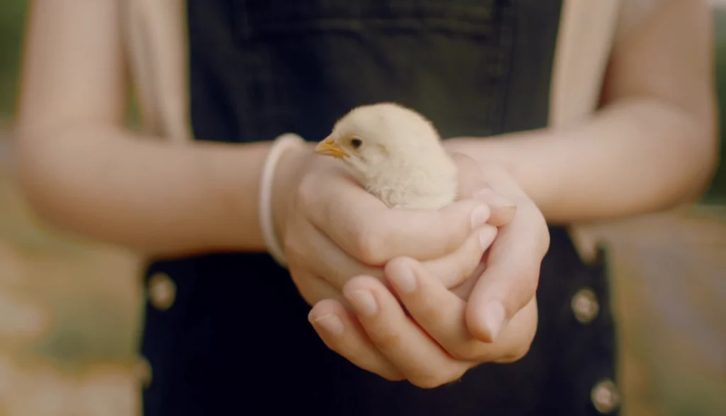 Beneficios de las gallinas con niños