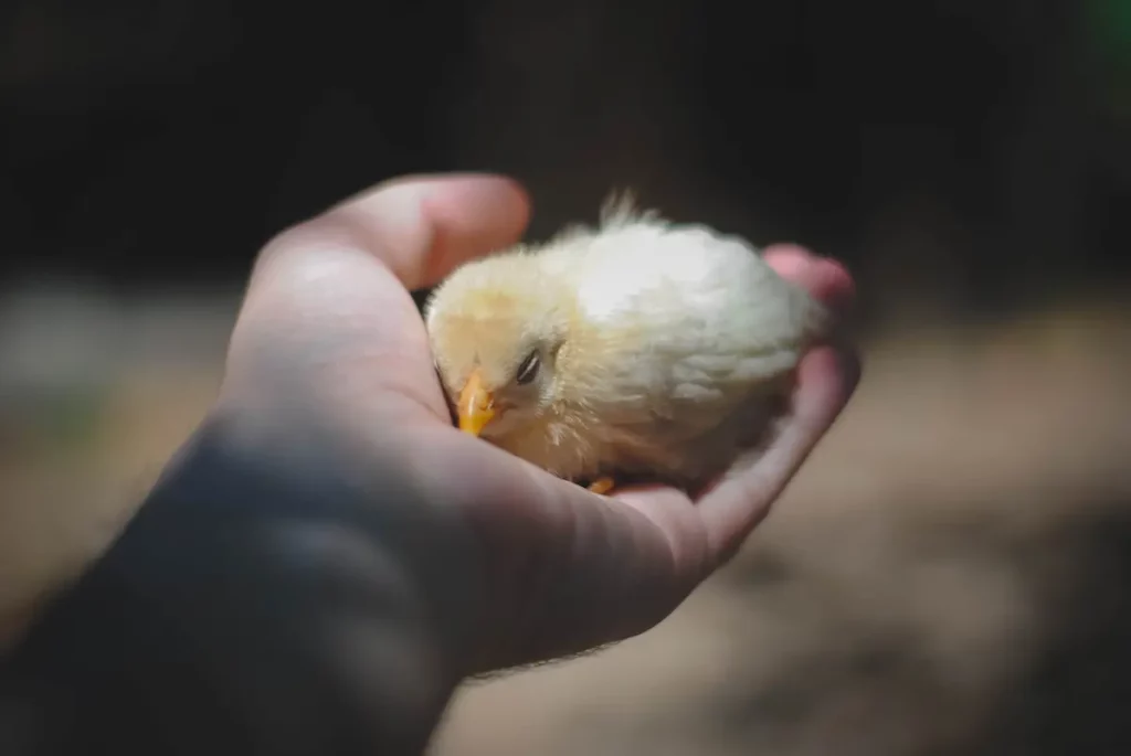 Pollito durmiendo